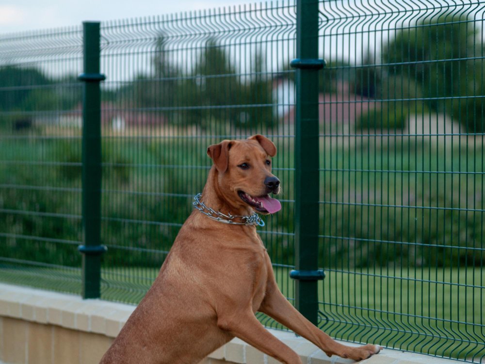 Sicherer Zaun für Hunde im Garten: Welche Optionen gibt es?